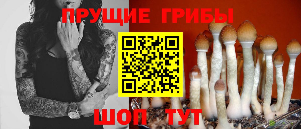 Галлюциногенные грибы Psilocybe Кузнецк